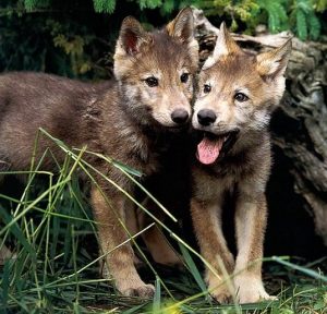 wolf cubs - cropped