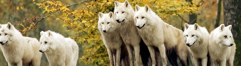 wolf pack - cropped